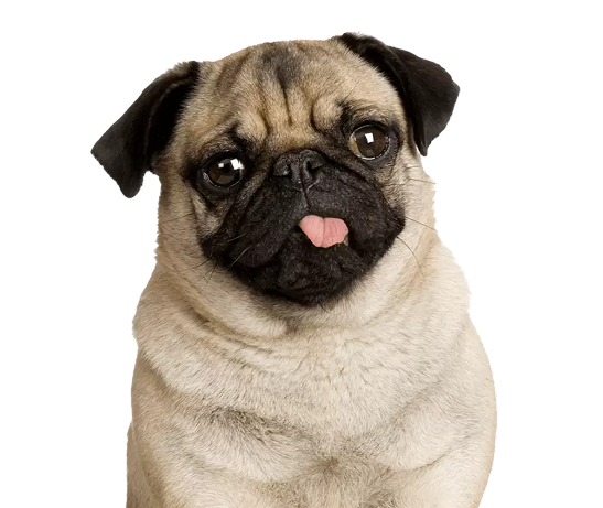 Cachorro para doação