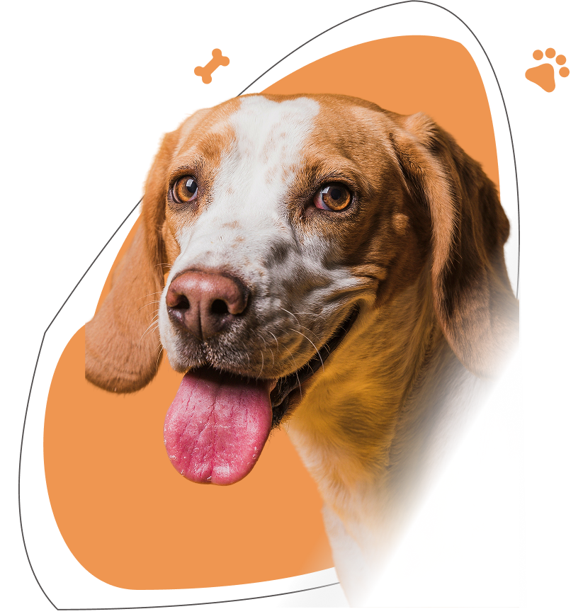 Cachorro esperando por adoção